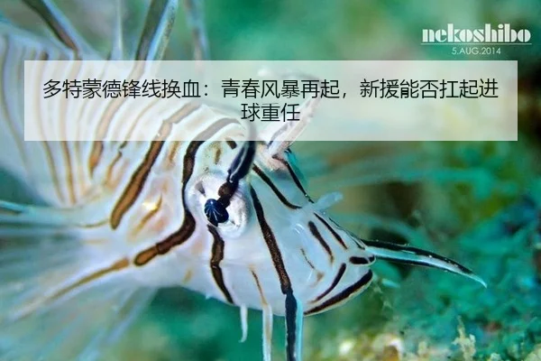 多特蒙德锋线换血：青春风暴再起，新援能否扛起进球重任